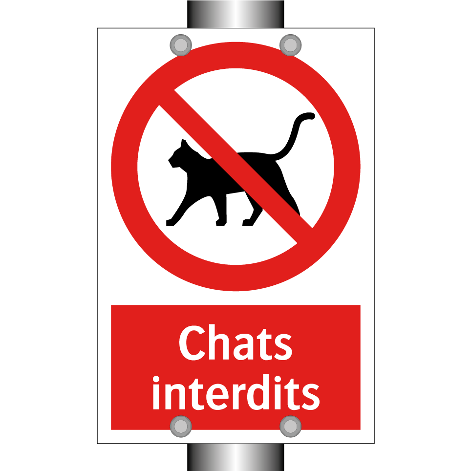 Chats interdits