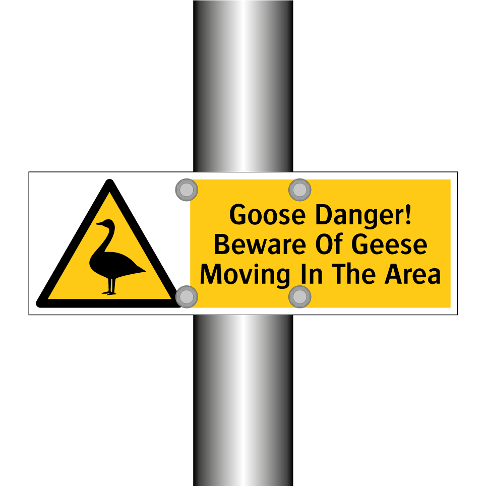 Goose Danger! Beware Of Geese Moving In The Area