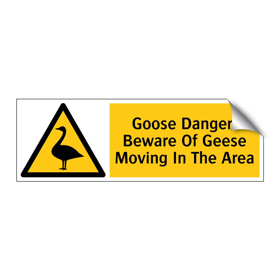Goose Danger! Beware Of Geese Moving In The Area