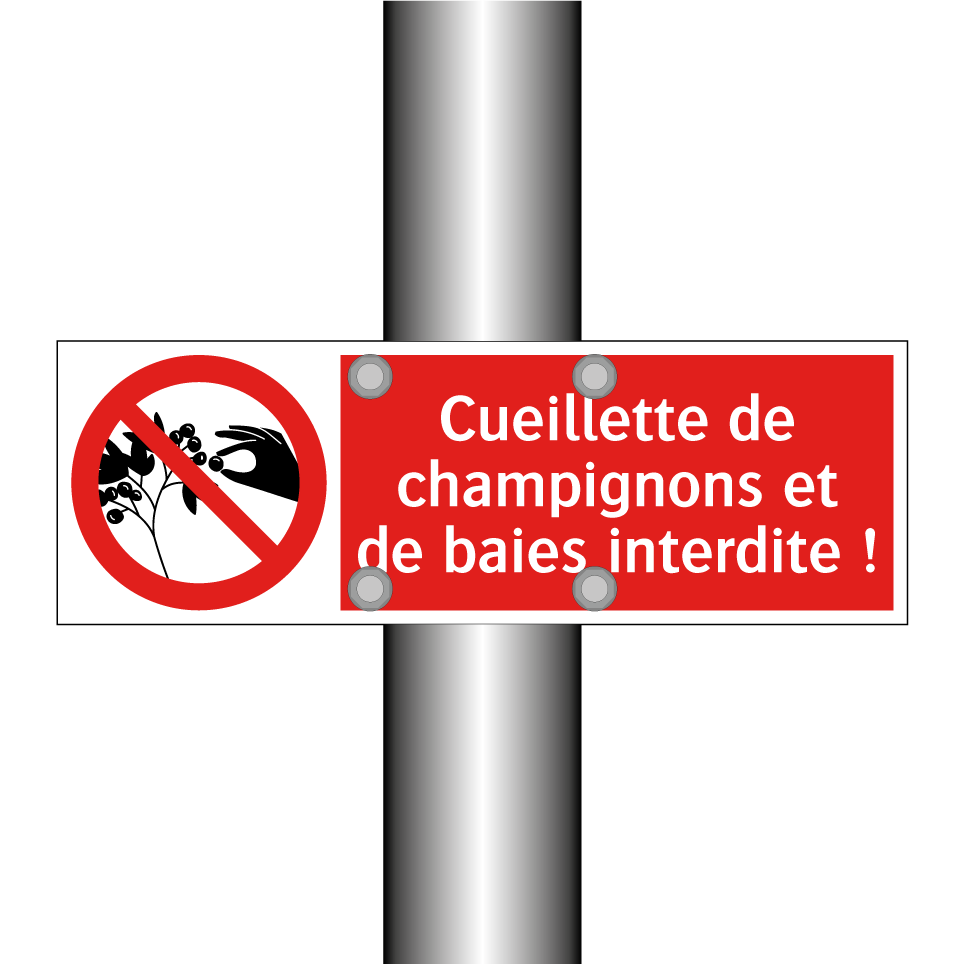 Cueillette de champignons et de baies interdite !