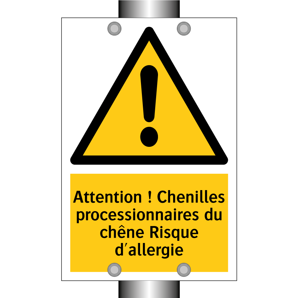 Attention ! Chenilles processionnaires du chêne Risque d'allergie