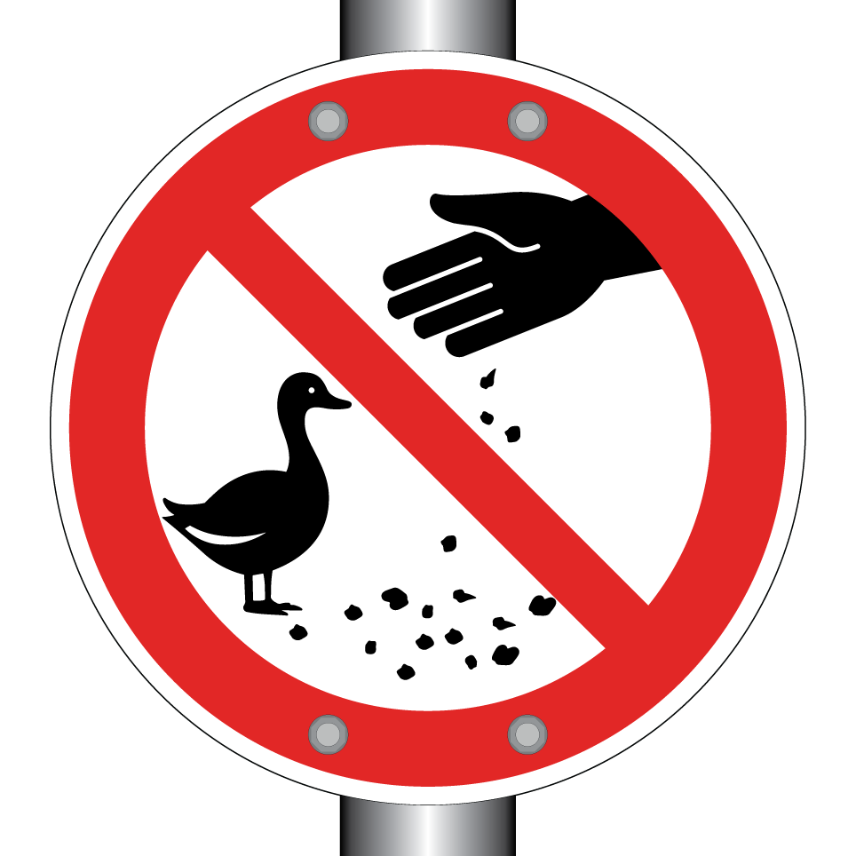 Enten nicht füttern
