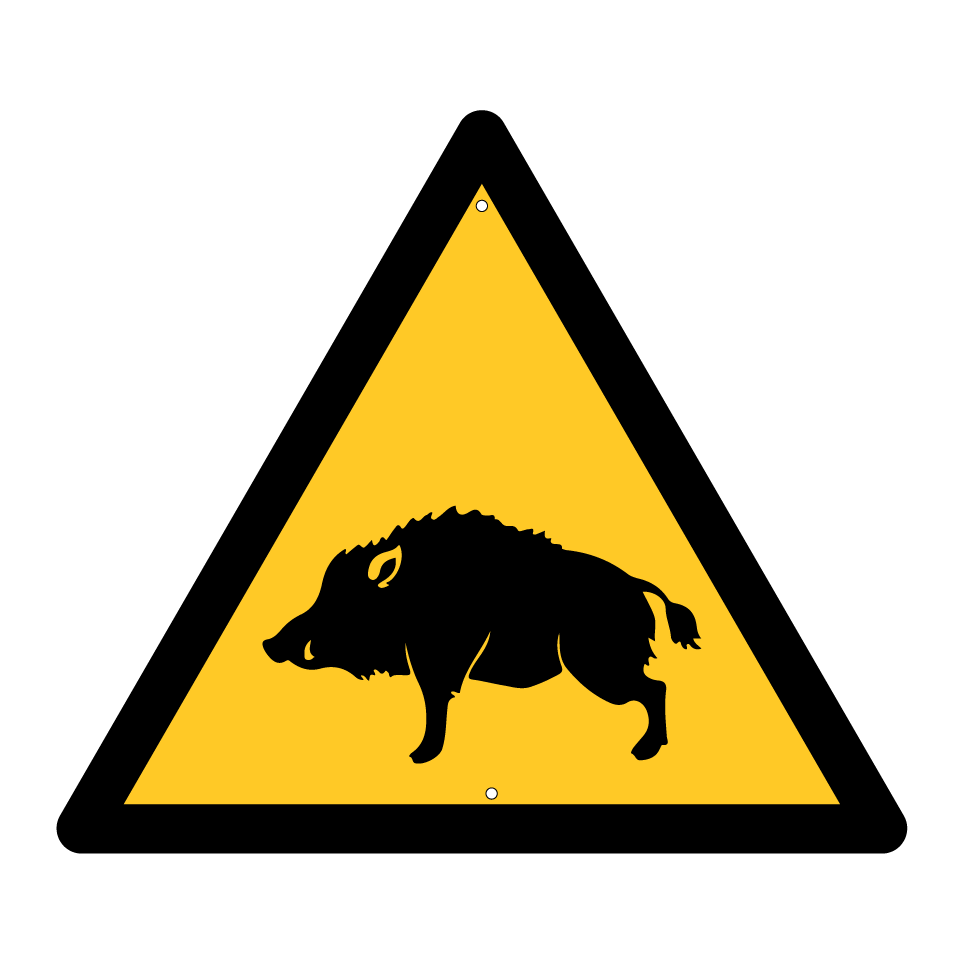 Attention sanglier